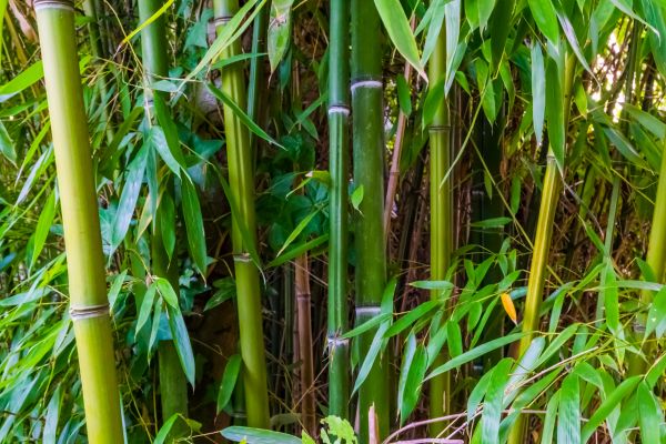 Cost of Bamboo Trimming in Torrance