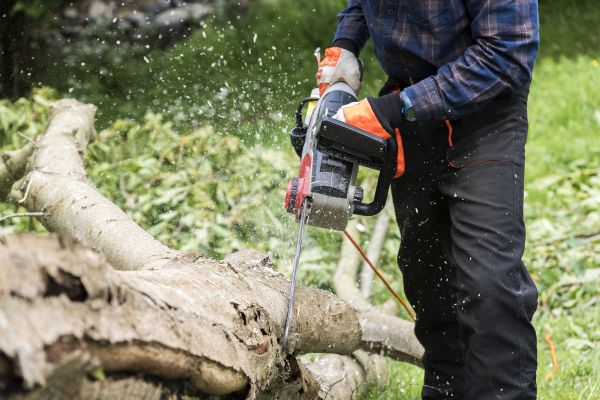 Cost of Branch Removal Service in Torrance