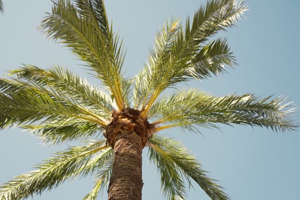 Palm Tree Pruning in Torrance