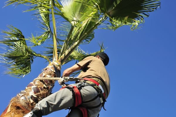 Palm Tree Trimming in Torrance