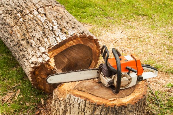 Tree Cutting Service in Torrance