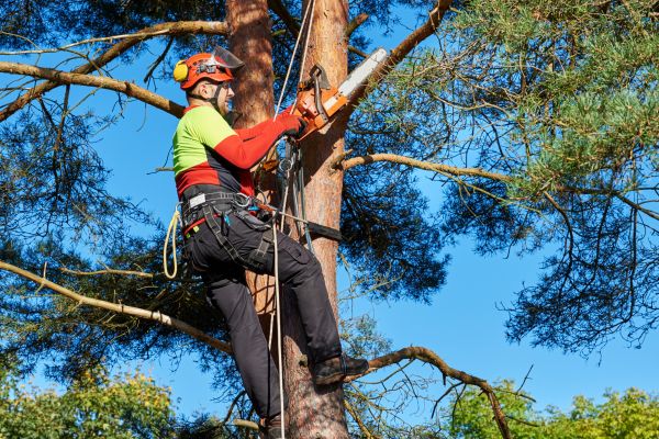 Tree Service in Torrance