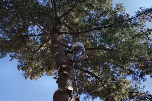 Cost of Trimming Service in Torrance