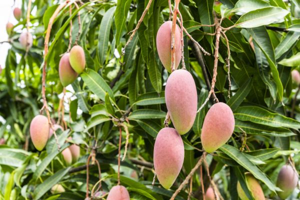 Cost of Mango Tree Trimming in Torrance