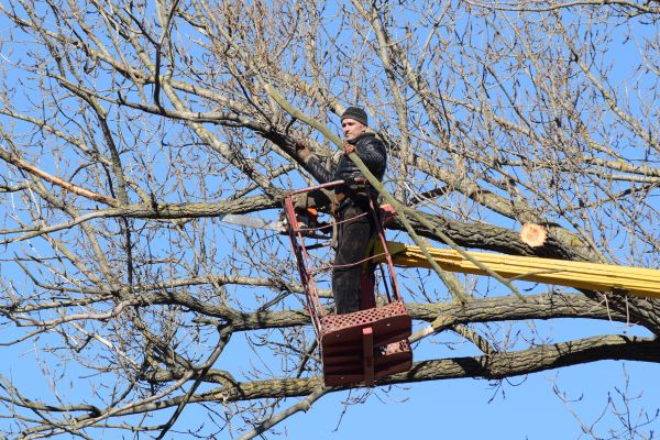 Cost of Emergency Tree Trimming in Torrance