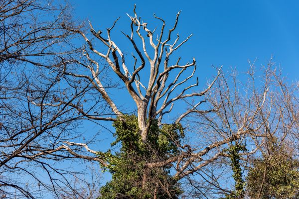 Cost of Deadwood Removal in Torrance