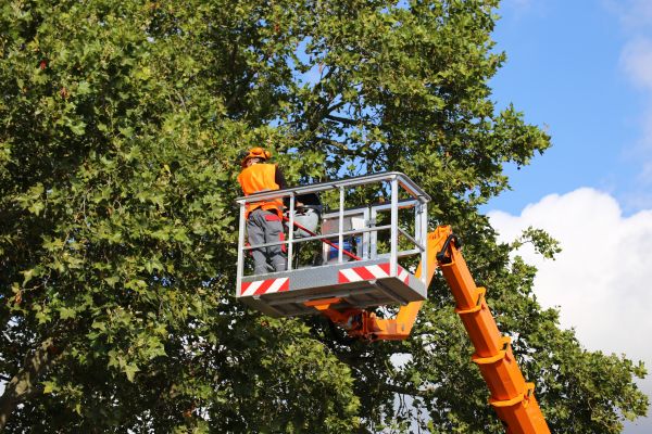 Commercial Tree Service in Torrance