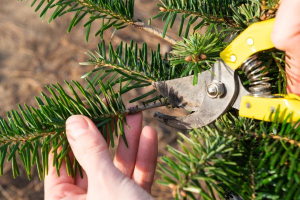 Pine Tree Pruning in Torrance