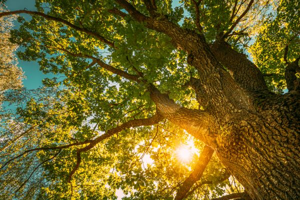 Cost of Oak Tree Pruning in Torrance