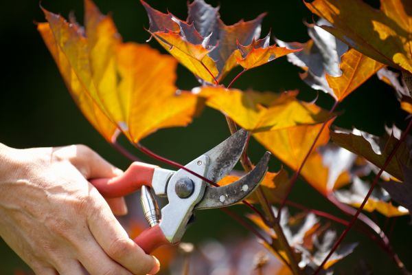 Cost of Maple Tree Pruning in Torrance