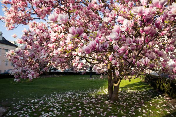 Cost of Magnolia Tree Pruning in Torrance
