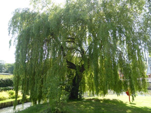 Cost of Willow Tree Trimming in Torrance