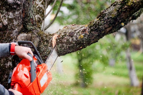 Cost of Tree Limbs Removal in Torrance