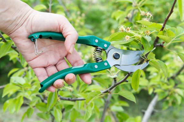 Cost of Pear Tree Pruning in Torrance