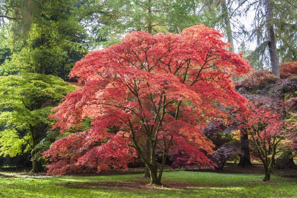 Japanese Maple Pruning in Torrance