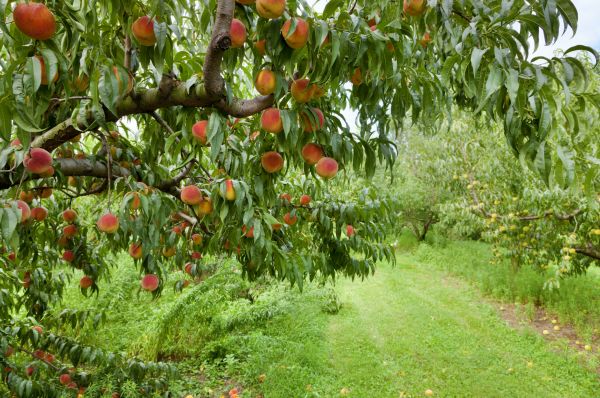 Cost of Peach Tree Pruning in Torrance