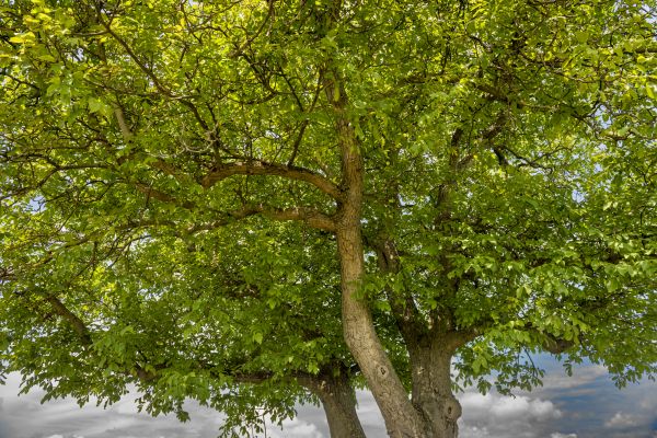 Cost of Walnut Tree Trimming in Torrance