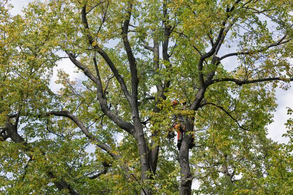 Cost of Tree Crown Shaping in Torrance