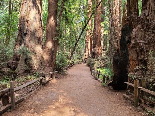 Cost of Redwood Tree Pruning in Torrance