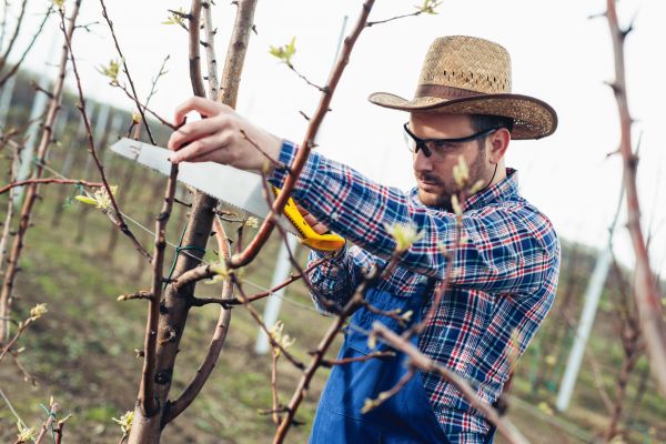Cost of Orchard Tree Pruning in Torrance