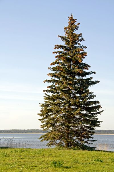 Cost of Spruce Tree Pruning in Torrance