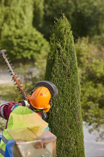 Cost of Cypress Tree Trimming in Torrance