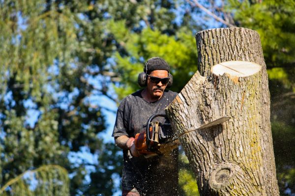 Cost of Ash Tree Pruning in Torrance