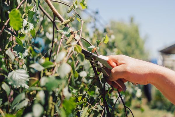 Cost of Birch Tree Pruning in Torrance