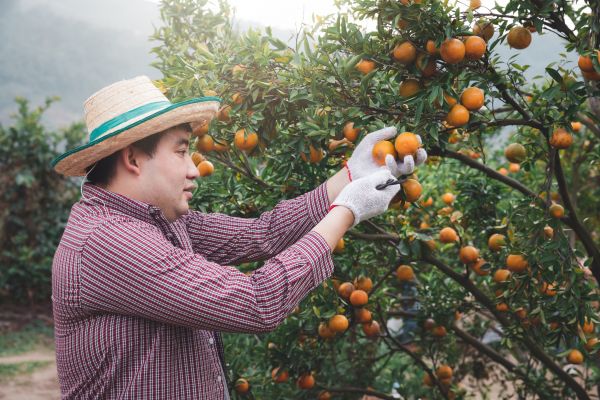 Cost of Orange Tree Pruning in Torrance
