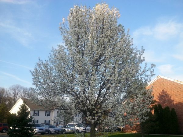 Cost of Bradford Pear Tree Pruning in Torrance