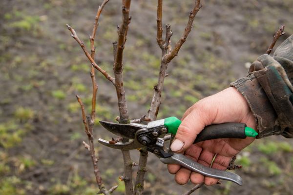 Cost of Pear Trees Pruning in Torrance