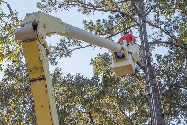 Cost of Limbs Trimming in Torrance