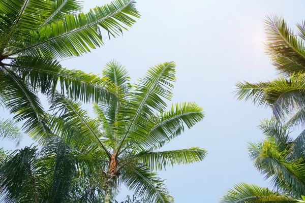 Cost of Queen Palm Tree Trimming in Torrance