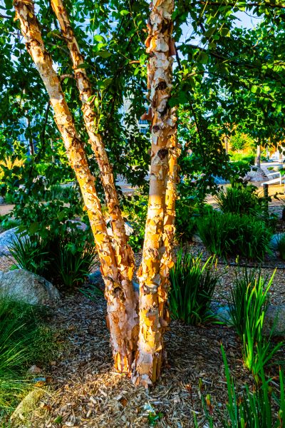 Cost of River Birch Trimming in Torrance