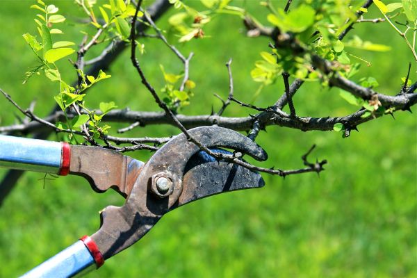 Cost of Branches Pruning in Torrance