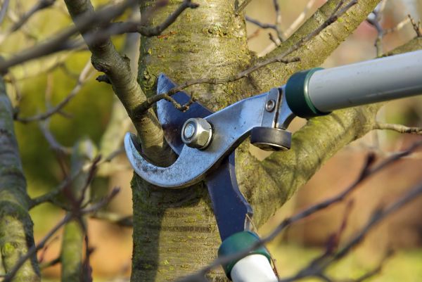 Cost of Tree Limb Trimming Service in Torrance