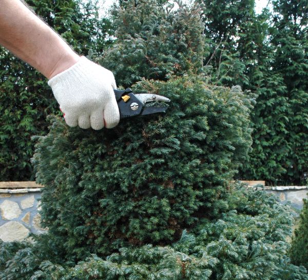 Cost of Ornamental Tree Trimming in Torrance