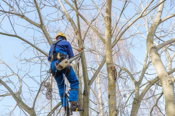 Cost of Large Tree Trimming in Torrance