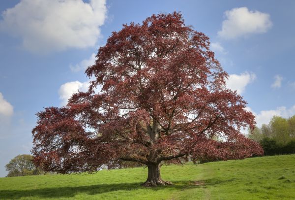 Cost of Beech Tree Pruning in Torrance