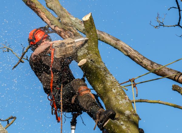 Tree Trimming Service in Torrance