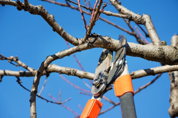 Tree Pruning in Torrance