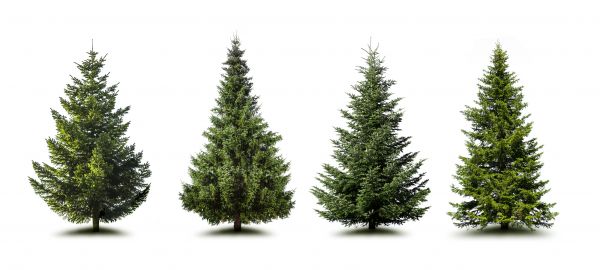 Cost of Pine Tree Trimming in Torrance