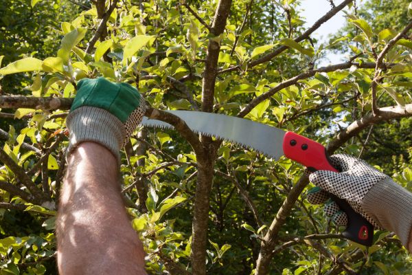 Apple Tree Trimming in Torrance