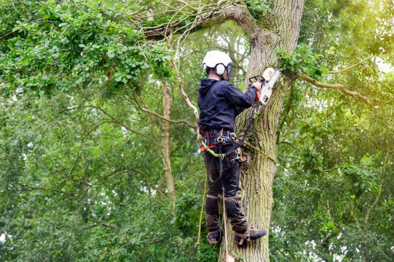 Professional Arborist Climbing
