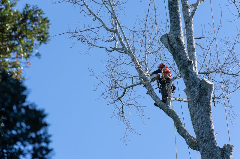 Pruned Tree Canopy